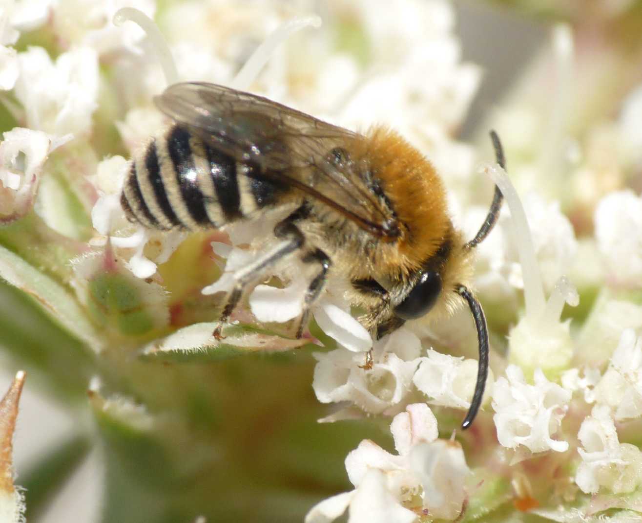 Piccoli Colletes sp. (Apidae Colletinae)